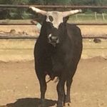 Justin Gentry - @gentry_cattle_co Instagram Profile Photo