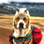 Kami Taylor - @pets_catsdogs Instagram Profile Photo