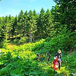 Forestry Kamikawa Town - @forestrykamikawatown Instagram Profile Photo