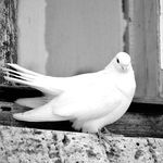 Karen Manasco - @one_white_pigeon Instagram Profile Photo