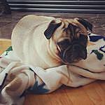 Kathryn Zubrowski-Rosenfield - @frank.the.tank.pug Instagram Profile Photo