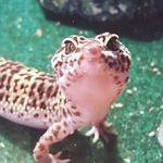 Keith Gecko - @keith._.leopard_gecko Instagram Profile Photo