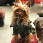 Keith Wallum - @pistoltheyorkie Instagram Profile Photo