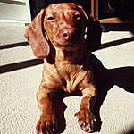 #Kelly_Shelly_Wiener ?? - @kelly_shelly_wiener Instagram Profile Photo