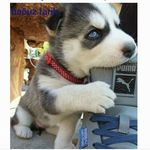 Kelly-anne Luneau - @i_love_husky_111 Instagram Profile Photo