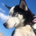Kendra_The Husky - @kendra_official Instagram Profile Photo