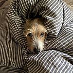 Kenneth Townley - @kenny_the_wonder_dog Instagram Profile Photo