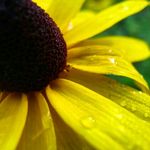 Kerri Wilson - @yellowflowerartwork Instagram Profile Photo