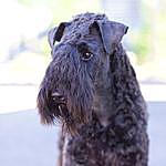Cybertails Kerry Blue Terriers - @kennelcybertails Instagram Profile Photo