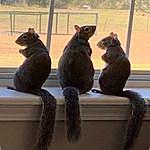 Kimball Palmer - @my_three_squirrels Instagram Profile Photo
