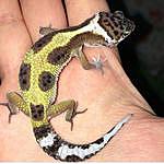 Kimberly The Leopard Gecko - @kimthegecko Instagram Profile Photo