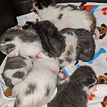 Ingham Family Foster Kittens - @inghamfosterkittens Instagram Profile Photo