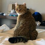Tammy Goldie - @casanova.kitty Instagram Profile Photo