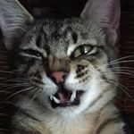 Casanova - @casanova_kitty_and_friends Instagram Profile Photo