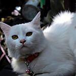 meeku n kitty?? - @_the_cat_meeku Instagram Profile Photo