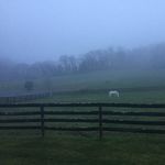 Kristen Osgood - @ghost_horse_farm Instagram Profile Photo