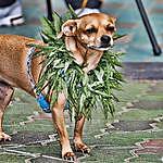 Kristopher Knox - @caninecannabis Instagram Profile Photo