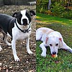 Blake_and_Lacie_the_dogs - @blake_and_lacie_the_dogs Instagram Profile Photo