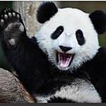 Nerdy Panda - @lanna_stone Instagram Profile Photo