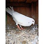 Aravind AS pigeons coimbatore - @coimbatore_highflyers_as Instagram Profile Photo