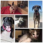 Bo, Lexie, Larry, Oliver, Finn - @arlingtonzoo Instagram Profile Photo