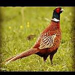 Pheasant and Larry - @pheasant_and_larry_breeding Instagram Profile Photo