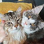Basil the Siberian and Larry the Maine Coon - @basilandlarry Instagram Profile Photo