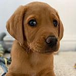 Larry - @larryredfoxlab Instagram Profile Photo