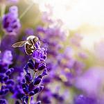 Lavender and Bee Shepherds Hut - @landbshepherdshut Instagram Profile Photo