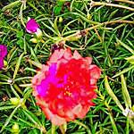 Laverne Edwards - @fine._.plants Instagram Profile Photo