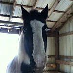 Laney LeeAnn Hines - @horse_lover1o Instagram Profile Photo
