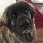 Earhart Leonbergers - @earhartleonbergers Instagram Profile Photo