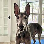 Leroy Brown - @leroybrown_thegreyhound Instagram Profile Photo