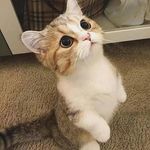 les chats rigolos - @les_petit_chat_rigolo Instagram Profile Photo