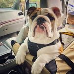 Leslie Ross Lentz - @bulldogmoments Instagram Profile Photo