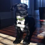 Lilly Fowler - @lilly_pad_the_lab Instagram Profile Photo
