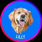 Lilly Golden - @lillygolden.retriever Instagram Profile Photo