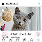 Linda Betts - @british_short_hair_breeder_ Instagram Profile Photo