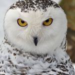 Linda Seamans - @snowyowl710 Instagram Profile Photo