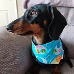 Lisa Bowen - @dottythedinkydachshund Instagram Profile Photo