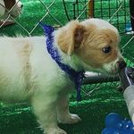 Lisa Hoggard - @dash_wonder_dog Instagram Profile Photo