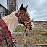 Loren Alexander-Morrison - @canines.equines.vacation.time Instagram Profile Photo