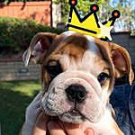 Lord Chumley - @chunkylordchumley Instagram Profile Photo