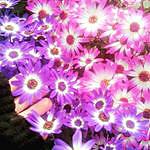 Lori Decker - @hurricane.mixed.sunshine Instagram Profile Photo