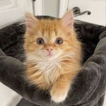 Lori White - @dreaming_of_foster_kittens Instagram Profile Photo