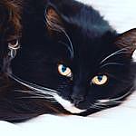 Lottie Adams - @khaleesi_rescue_cat Instagram Profile Photo
