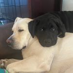 LOUIE AND BABY RIGGS - @lou.and.riggs Instagram Profile Photo