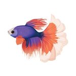 Louis-Paul Roiland - @betta_breeding_lp Instagram Profile Photo