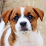 jack_russell_lovers_ - @jack_russell_lovers_ Instagram Profile Photo