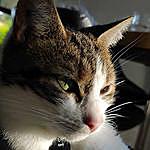 cat of lucile - @aqualy_the_cat Instagram Profile Photo